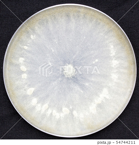 Botrytis cinerea 　灰色かび病菌　灰色カビ病菌　コロニー　培地　子嚢菌　7日培養 54744211