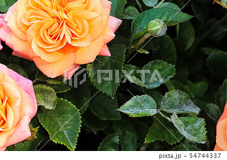 A branch on a rose bush covered in powdery mildew A branch on a rose bush covered in powdery mildew 54744337