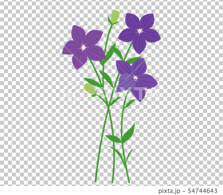 中國桔梗 54744643