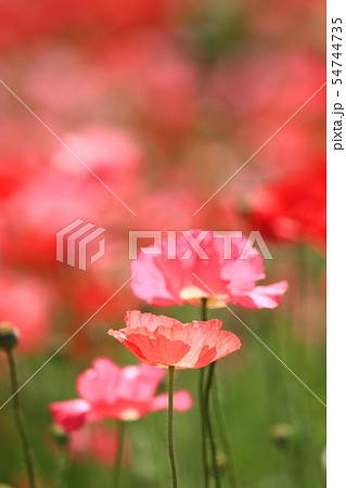 ポピー191 ポピー191 54744735