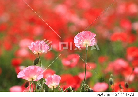 ポピー125 ポピー125 54744773