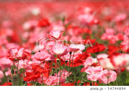 ポピー56 54744894