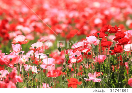 ポピー57 54744895