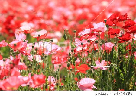 ポピー58 ポピー58 54744896
