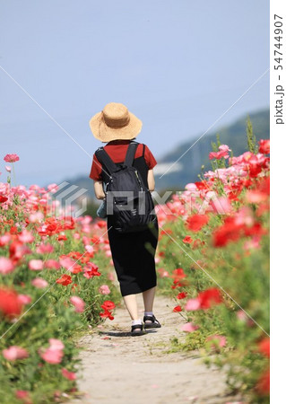 ポピー71 54744907