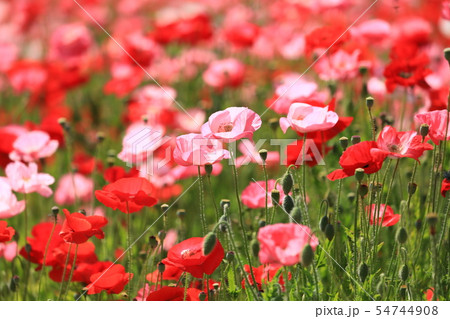 ポピー72 ポピー72 54744908
