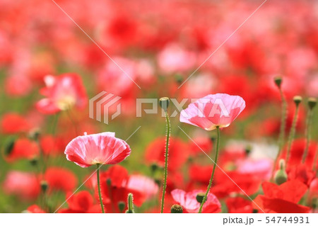 ポピー104 54744931