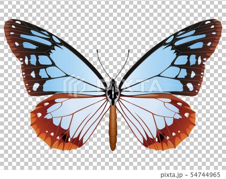 Asagi madara 54744965