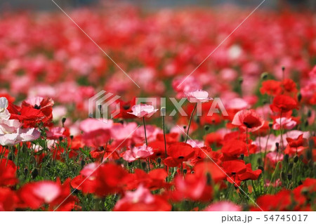 ポピー40 54745017