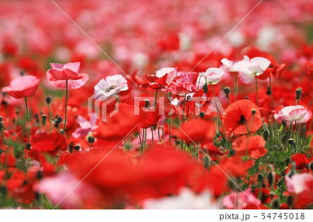 ポピー41 54745018