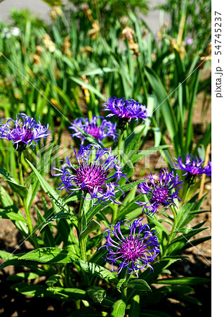 気品漂うセントーレアモンタナ 54745237