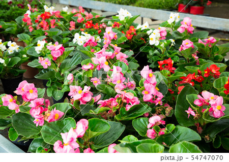 Variety of flowering plants cultivated in modern orangery Variety of flowering plants cultivated in modern orangery 54747070