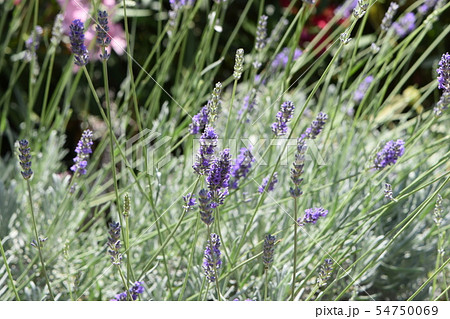 モナコバラ園のバラ 54750069