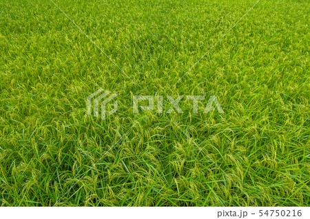 texture field rice background 54750216