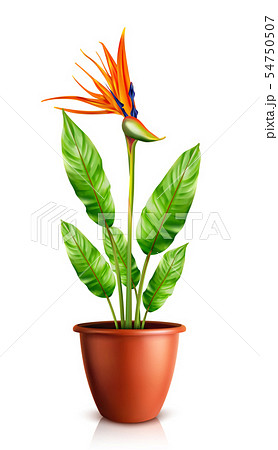 Strelitzia reginae in flowerpot vector 54750507