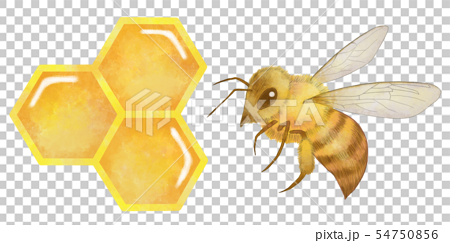 蜜蜂 ミツバチ 蜂の巣 ハチの巣 水彩風 やわらかタッチのイラスト素材