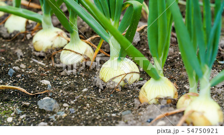 畑作風景　玉葱畑　16：9 54750921