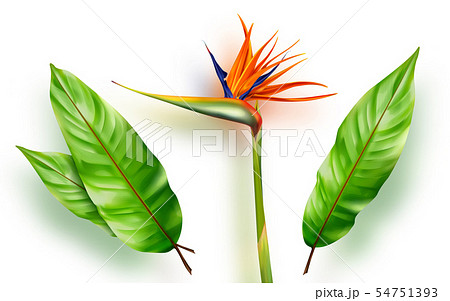 Strelitzia reginae, bird of paradise vector Strelitzia reginae, bird of paradise vector 54751393