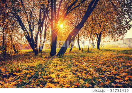 Bright trees in sunny autumn park 54751419