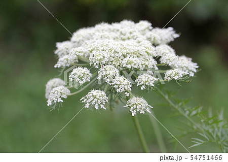 ニンジンの花 ニンジンの花 54751466
