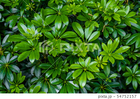 Green texture background 54752157