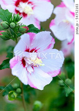 ムクゲ、むくげ、木槿 54752163