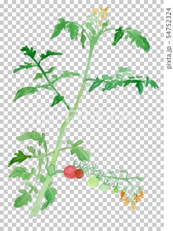 Solanum lycopersicum トマト 水彩 Solanum lycopersicum トマト 水彩 54752324