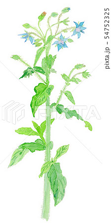 Borago officinalis ボリジ Borago officinalis ボリジ 54752325