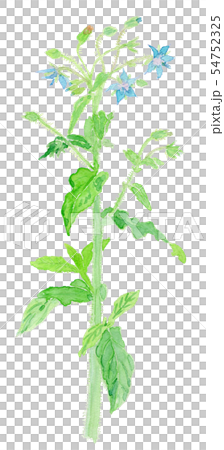 Borago officinalis ボリジ Borago officinalis ボリジ 54752325