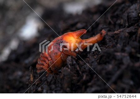 カブト虫のサナギ 54752644