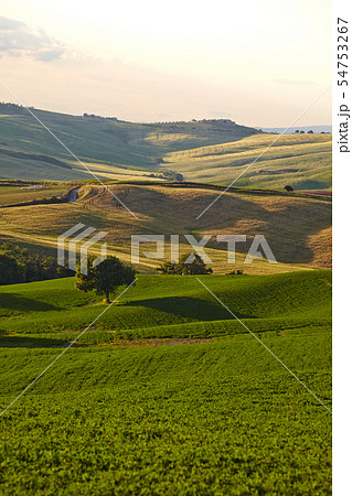 Countryside, San Quirico d`Orcia , Tuscany, Italy 54753267