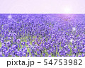 きらきら ラベンダー畑 きらきら ラベンダー畑 54753982