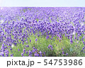 きらきら ラベンダー畑 きらきら ラベンダー畑 54753986