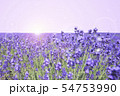きらきら ラベンダー畑 きらきら ラベンダー畑 54753990