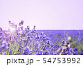 きらきら ラベンダー畑 きらきら ラベンダー畑 54753992