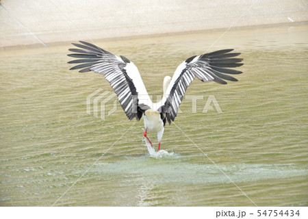 宮古島／コウノトリ 54754434