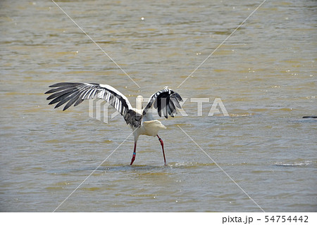 宮古島／コウノトリ 54754442