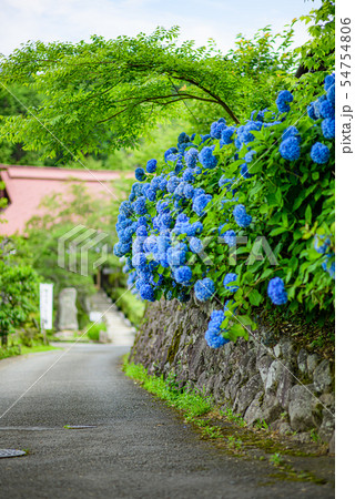 【京都府】亀岡・谷性寺と紫陽花 54754806