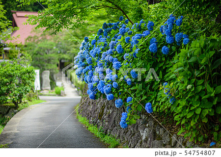 【京都府】亀岡・谷性寺と紫陽花 【京都府】亀岡・谷性寺と紫陽花 54754807