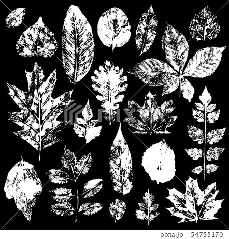 Leaves imprints set. Vector illustration Leaves imprints set. Vector illustration 54755170