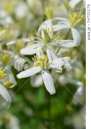 Erect clematis Erect clematis 54755279