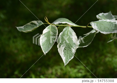 Silver and Gold Red-osier Dogwood 54755308