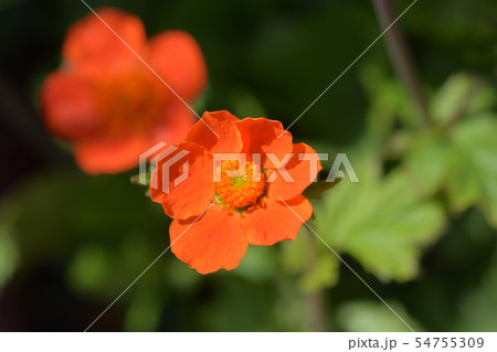 Dwarf orange avens Dwarf orange avens 54755309
