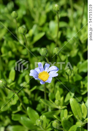 Blue daisy Felicitara Blue Blue daisy Felicitara Blue 54755319
