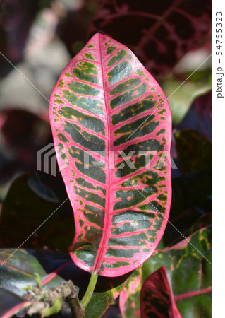 Variegated croton Variegated croton 54755323