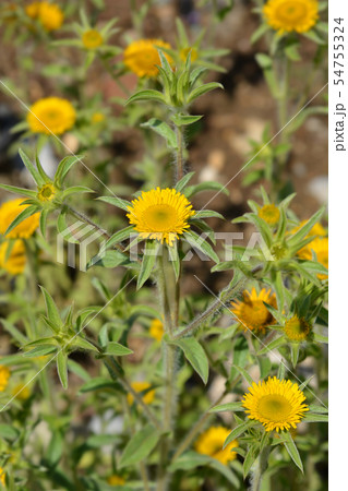 Spiny starwort Spiny starwort 54755324