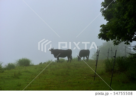 小雨と霧の中但馬牛の放牧風景　兵庫県香美町 54755508