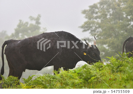小雨と霧の中但馬牛の放牧風景 兵庫県香美町 小雨と霧の中但馬牛の放牧風景 兵庫県香美町 54755509