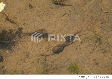 オタマジャクシ 54755510