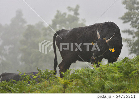 小雨と霧の中但馬牛の放牧風景　兵庫県香美町 54755511
